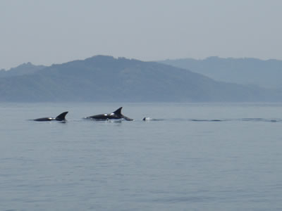 天草　シーカヤック長島海峡のイルカ　対岸は鹿児島県　長島