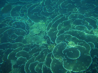 　烏帽子瀬のハート型サンゴ　