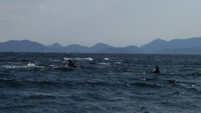 長島海峡<br />
のイルカ