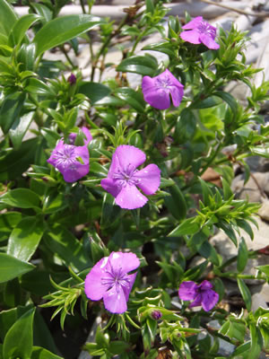 5064.jpg 5064.jpg