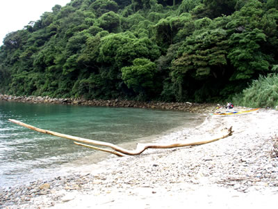 南天草　築の島