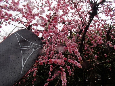 02093.jpg 02093.jpg
