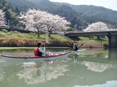 桜満開　一町田川お花見ツーリング＆蒼の洞窟ツアー　川を下って海へ天草　シーカヤック03286.jpg