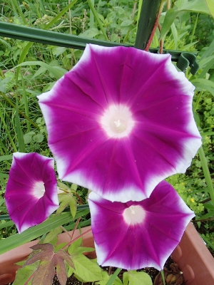 0701.jpg 0701.jpg