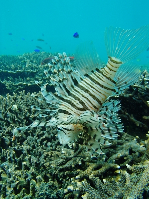 092856.jpg 092856.jpg