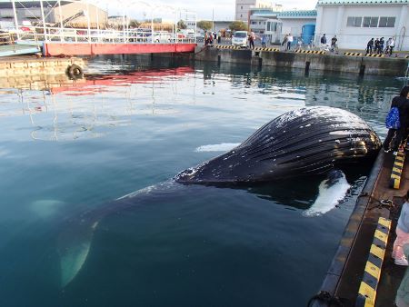 ザトウクジラのストランディング 熊本県　有明海　天草　本渡4051.jpg