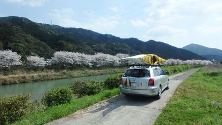 シーカヤック ツアー 桜満開 河浦町一町田川120.jpg シーカヤック ツアー 桜満開 河浦町一町田川120.jpg