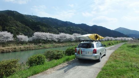 シーカヤック　ツアー　桜満開　河浦町一町田川120.jpg