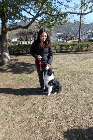 熊本 ボーダーコリー しつけ 訓練 横手愛犬トレーニングnull 熊本 ボーダーコリー しつけ 訓練 横手愛犬トレーニングnull