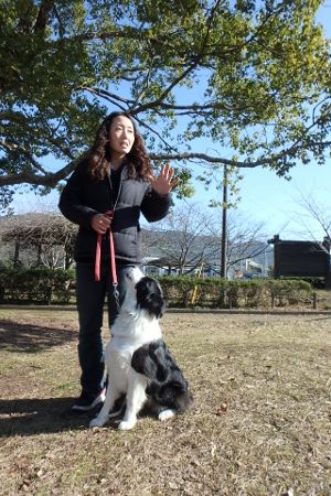 熊本　ボーダーコリー　しつけ　訓練　　横手愛犬トレーニングnull