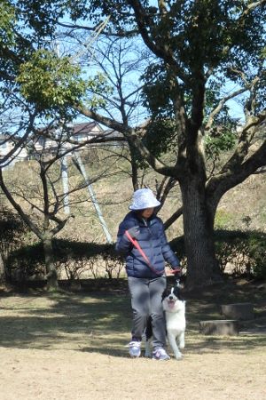 熊本 ボーダーコリー しつけ 訓練 横手愛犬トレーニングnull 熊本 ボーダーコリー しつけ 訓練 横手愛犬トレーニングnull