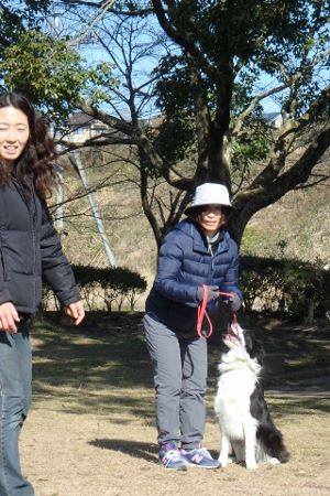 熊本 ボーダーコリー しつけ 訓練 横手愛犬トレーニングnull 熊本 ボーダーコリー しつけ 訓練 横手愛犬トレーニングnull