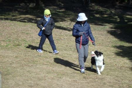 熊本 ボーダーコリー しつけ 訓練 横手愛犬トレーニングnull 熊本 ボーダーコリー しつけ 訓練 横手愛犬トレーニングnull