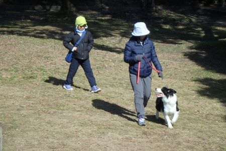 熊本　ボーダーコリー　しつけ　訓練　　横手愛犬トレーニングnull