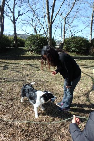 熊本 ボーダーコリー しつけ 訓練 横手愛犬トレーニングnull 熊本 ボーダーコリー しつけ 訓練 横手愛犬トレーニングnull