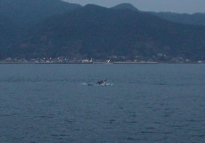 イルカ１